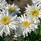 Leucanthemum 'Snowdrift'