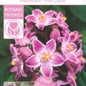 Deutzia MILLION STARS PINK CLOUD