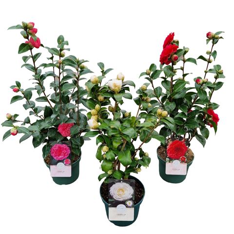 Camellia japonica MIX