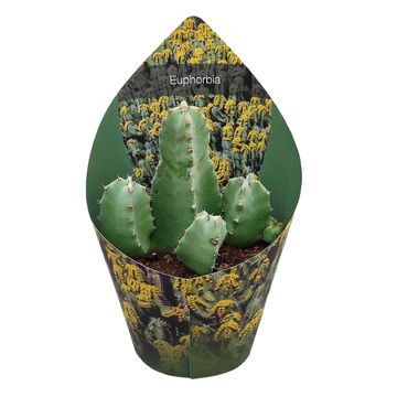 Euphorbia resinifera