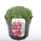 Saxifraga PIXIE PAN RED