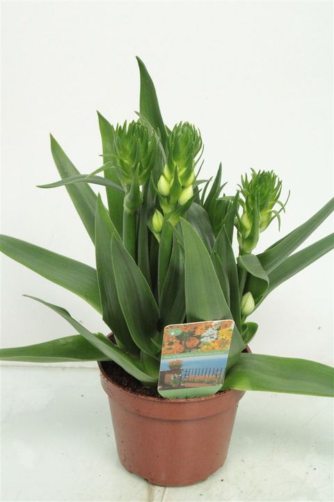 Ornithogalum dubium 'Little Bright Star'