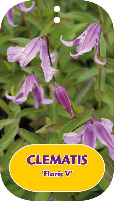 Clematis 'Floris V' (I)