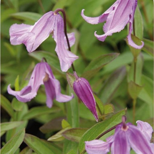 Clematis 'Floris V' (I)