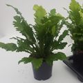 Asplenium nidus 'Campio'