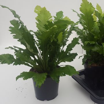 Asplenium nidus 'Campio'