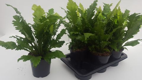 Asplenium nidus 'Campio'