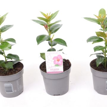 Mandevilla RIO HOT PINK