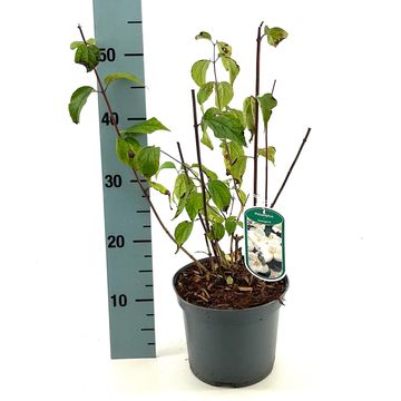 Philadelphus 'Starbright'