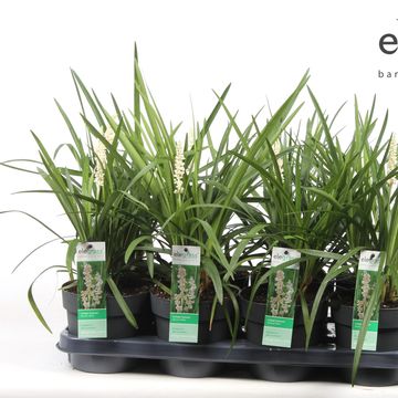 Liriope muscari 'Monroe White'