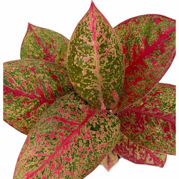 Aglaonema 'Fireworks'
