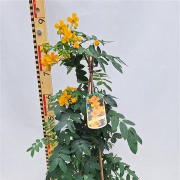 Senna corymbosa