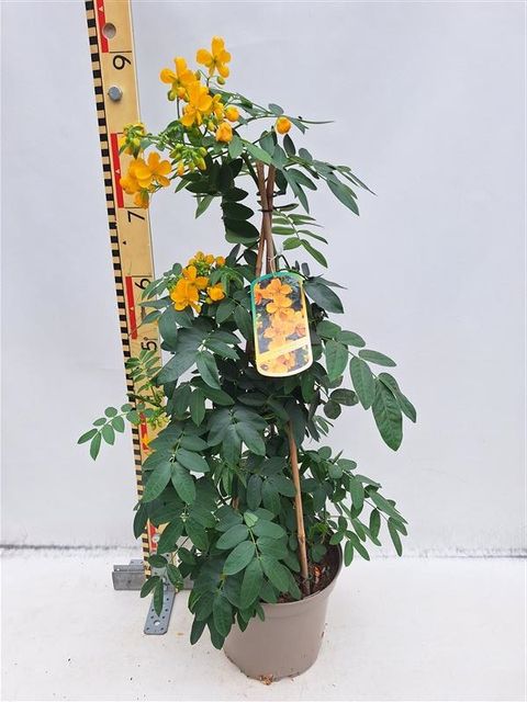 Senna corymbosa