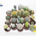 Cactus MIX