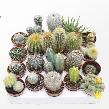 Cactus MIX