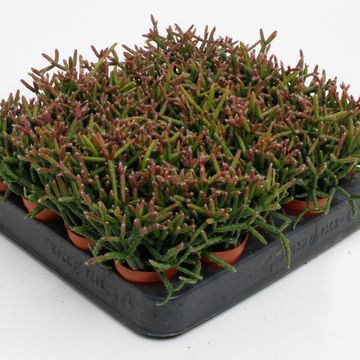 Rhipsalis burchellii