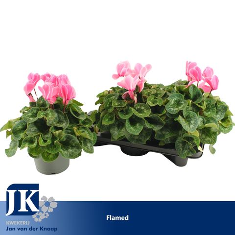 Cyclamen persicum SUPER SERIE MAMMOTH LIGHT WITH EYE