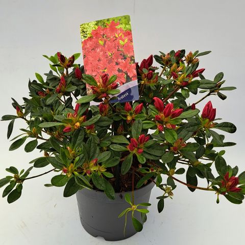 Rhododendron 'Arabesk'
