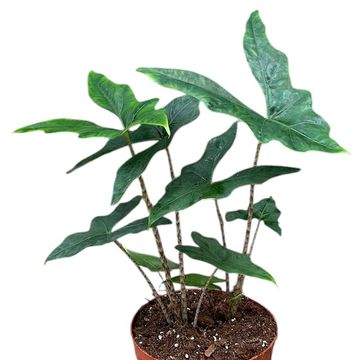 Alocasia nycteris 'Bat Wing'