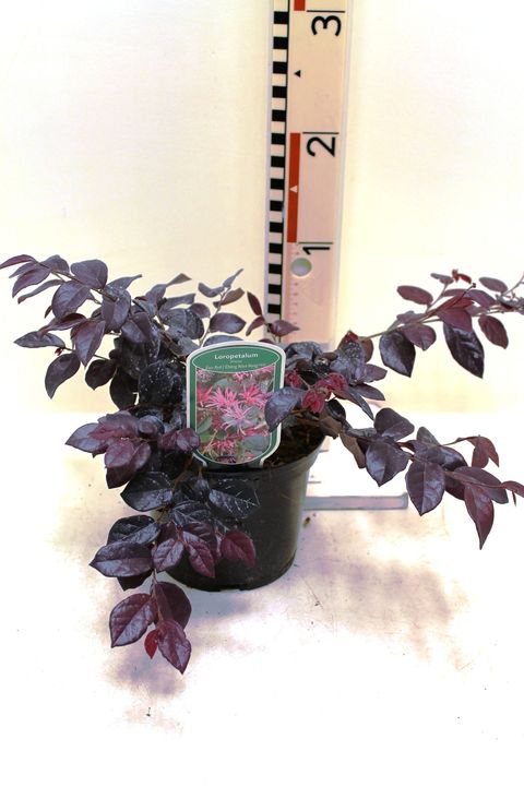 Loropetalum chinense EVER RED