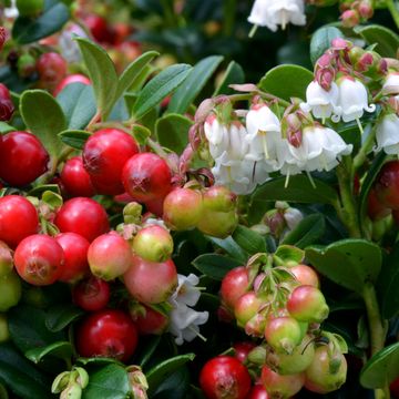 Vaccinium vitis-idaea 'Red Candy'