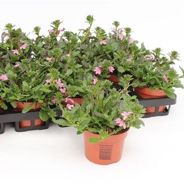 Scaevola SURDIVA PINK BLUE