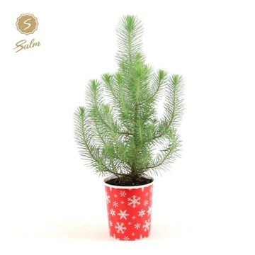 Pinus pinea 'Silver Crest'