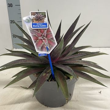 x Mangave 'Blazing Saddles'