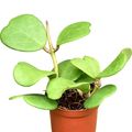 Hoya kerrii