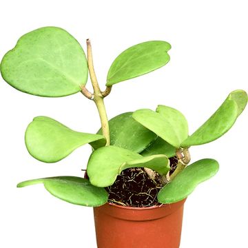 Hoya kerrii