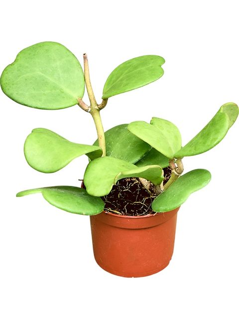 Hoya kerrii