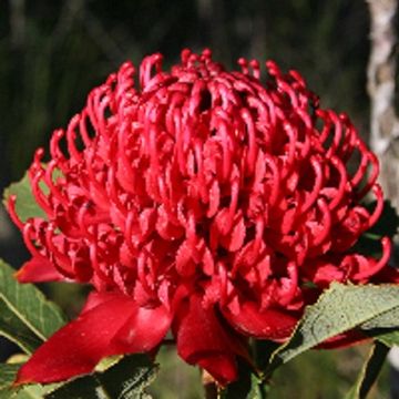 Telopea speciosissima