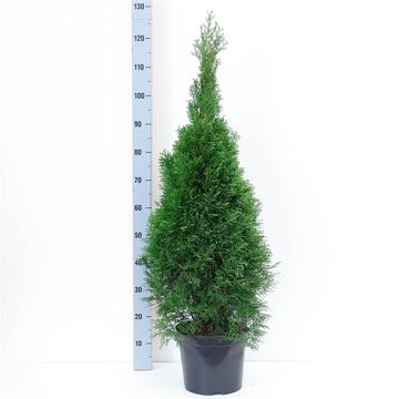 Thuja occidentalis 'Smaragd'