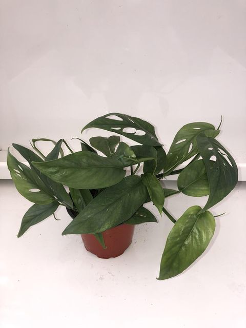 Epipremnum pinnatum 'Cebu Blue'