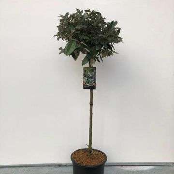 Elaeagnus x ebbingei