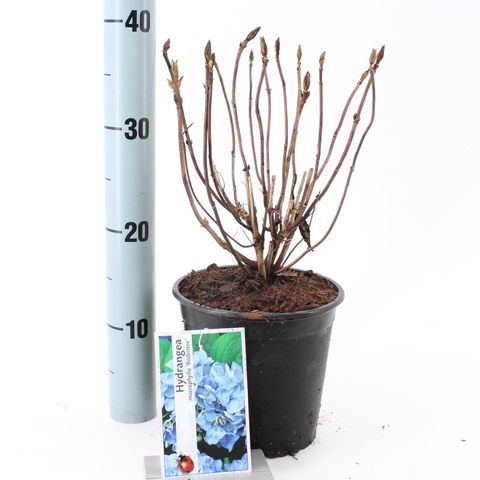 Hydrangea macrophylla 'Bodensee'