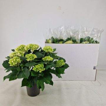Hydrangea macrophylla CRYSTAL PALACE