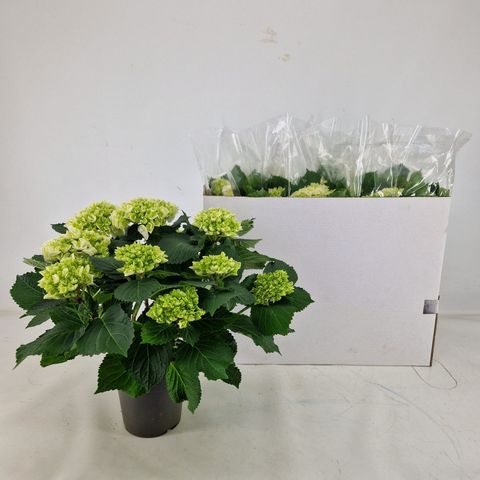 Hydrangea macrophylla CRYSTAL PALACE
