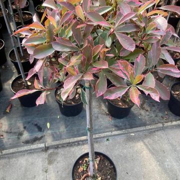 Photinia x fraseri PINK MARBLE
