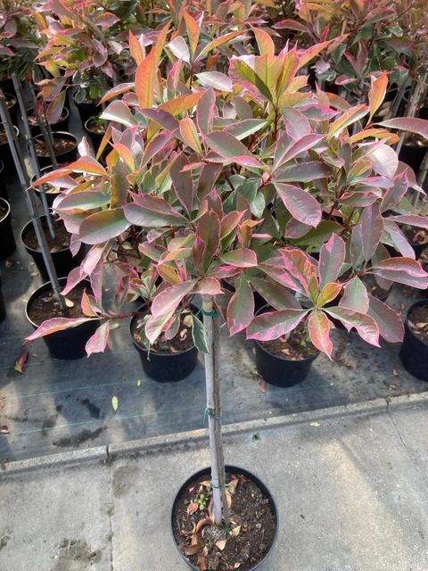 Photinia x fraseri PINK MARBLE