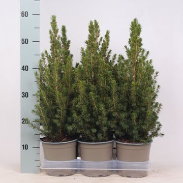 Picea glauca PERFECTA