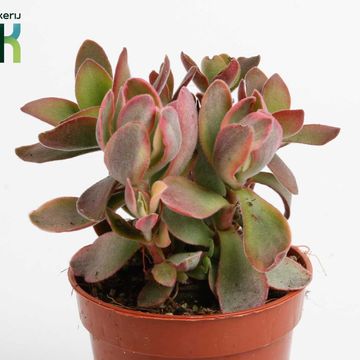 Crassula 'Moneymaker Variegata'