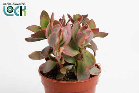 Crassula 'Moneymaker Variegata'