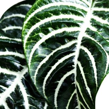 Aphelandra squarrosa