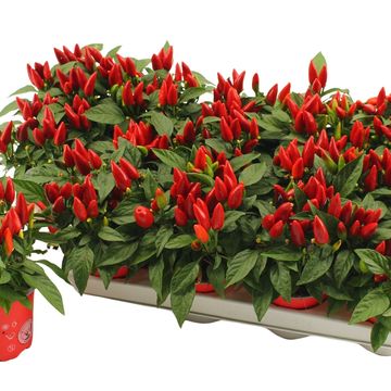 Capsicum annuum 'Salsa Red'