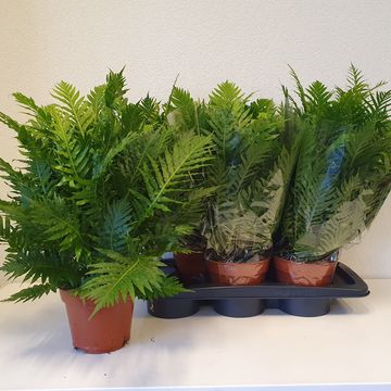 Blechnum gibbum 'Silver Lady'