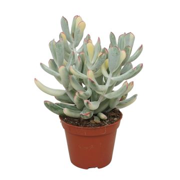 Cotyledon orbiculata 'Variegata'