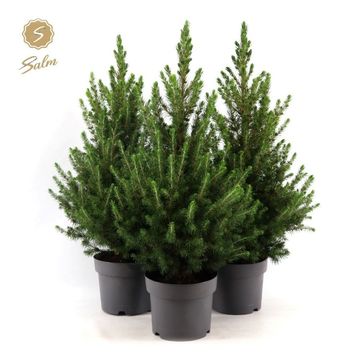 Picea glauca DECEMBER