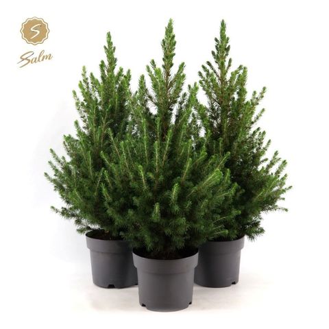 Picea glauca DECEMBER