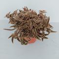 Cyanotis